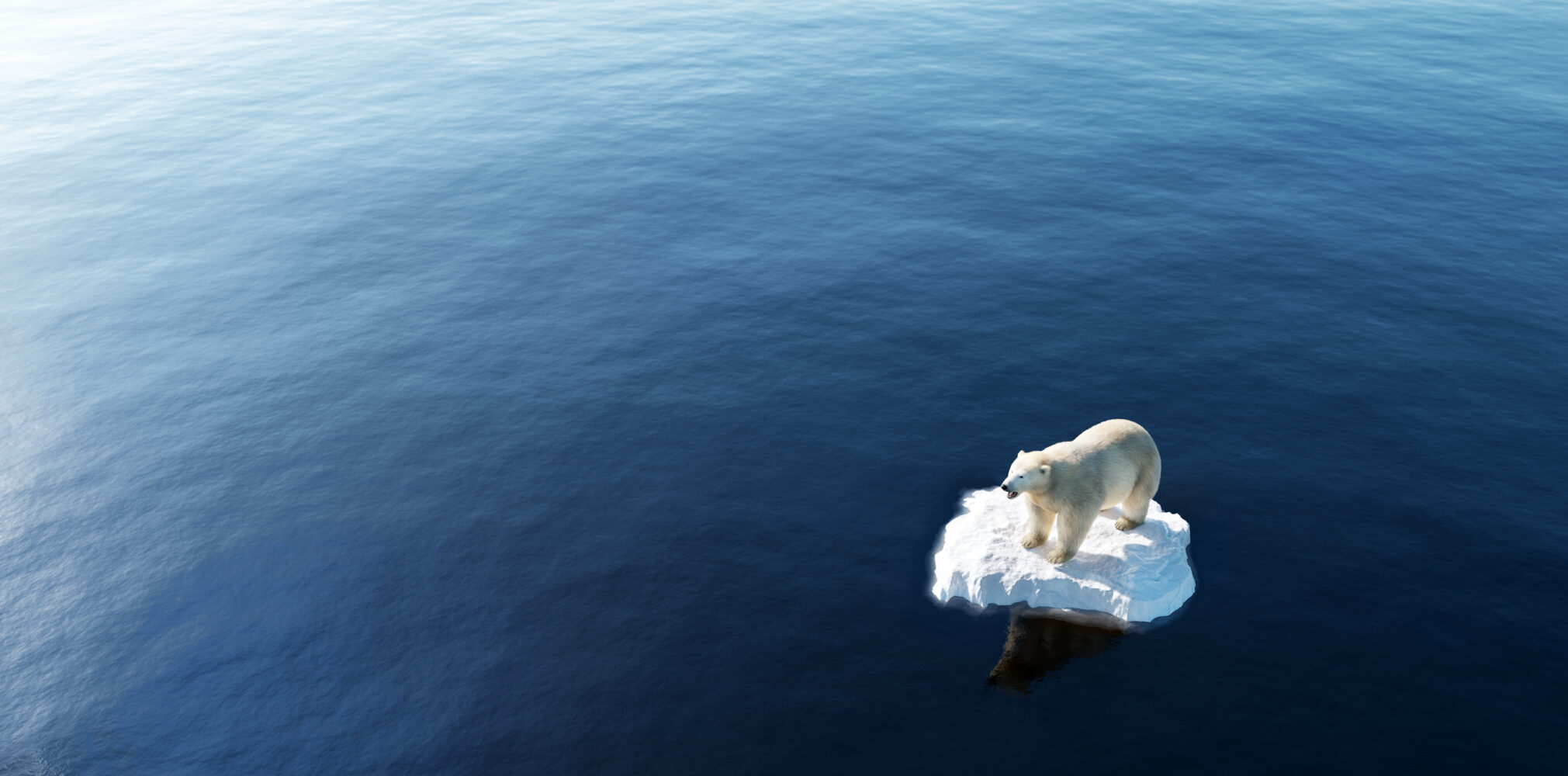 Polar,Bear,On,Ice,Floe.,Melting,Iceberg,And,Global,Warming.
